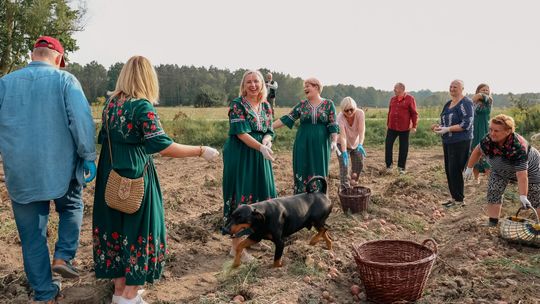 Okrężne po wykopkach - w Jaźwinach przywrócono kolejną znikającą tradycję