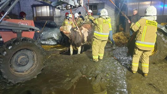 Krowa wpadła do szamba w Zwoli. Strażacy prowadzili akcję ratunkową pod nadzorem weterynarza Krowa wpadła do szamba w Zwoli. Strażacy prowadzili akcję ratunkową pod nadzorem weterynarza