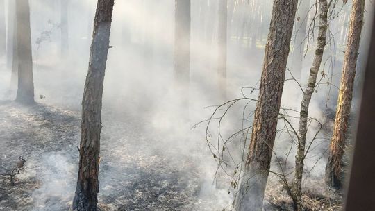 Alarm w lesie pod Łaskarzewem. Ogień gasiło sześć zastępów straży pożarnej